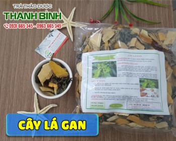 Mua bán cây lá gan tại huyện Sóc Sơn giúp hỗ trợ cải thiện hệ tiêu hóa