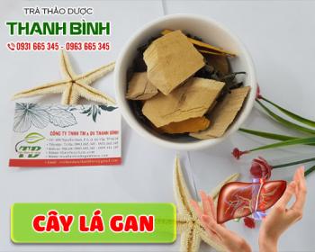 Mua bán cây lá gan tại huyện Thường Tín giúp bồi bổ sức khỏe tốt nhất