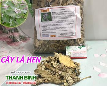 Địa điểm bán cây lá hen tại Hà Nội trong điều trị viêm đường hô hấp