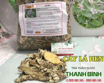 Mua bán cây lá hen tại Bình Định giúp điều trị ghẻ ngứa ngoài da