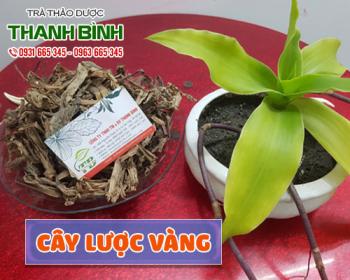 Mua bán cây lược vàng tại huyện Phú Xuyên giúp điều trị viêm phổi rất tốt 