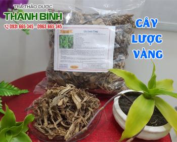 Mua bán cây lược vàng tại huyện Sóc Sơn cải thiện chức năng cho lá gan