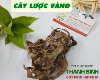 Mua bán cây lược vàng ở huyện Hóc Môn có tác dụng điều trị viêm gan 