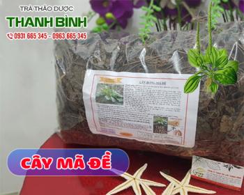 Mua bán cây mã đề tại huyện Sóc Sơn giúp giải độc vết côn trùng cắn