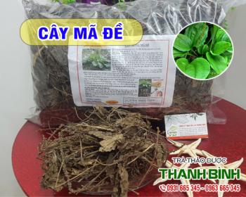 Mua bán cây mã đề tại huyện Thanh Oai có thể chữa sỏi bàng quang