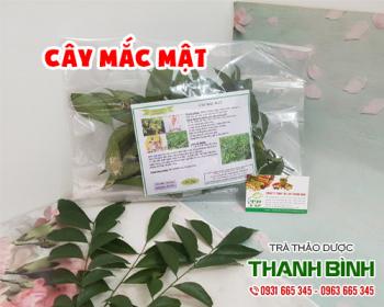 Mua bán cây mắc mật ở quận Tân Phú giúp điều trị đau nhức tại chỗ tốt nhất