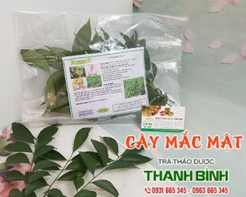 Mua bán cây mắc mật tại huyện Thanh Trì có tác dụng lợi cho hệ tiêu hóa