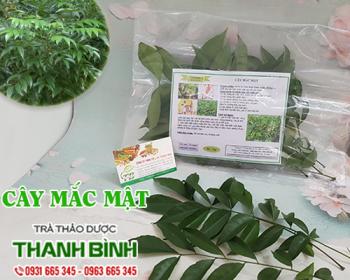 Mua bán cây mắc mật tại Bình Định giúp nhuận tràng uy tín nhất