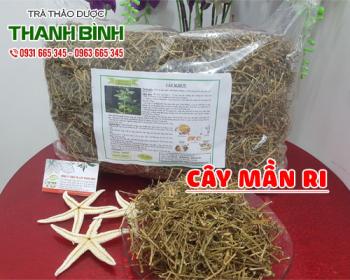 Mua bán cây mần ri tại huyện Gia Lâm giúp điều trị nước tiểu vàng 