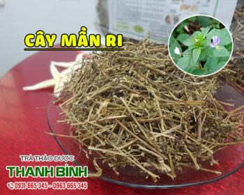 Mua bán cây mần ri tại huyện Phú Xuyên chữa chứng thận yếu tốt nhất
