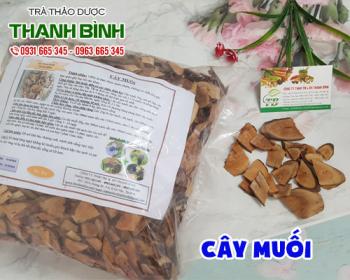 Mua bán cây muối ở huyện Hóc Môn giúp trị đau bụng và cải thiện tiêu hóa