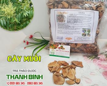 Mua bán cây muối tại Hà Giang có tác dụng điều trị ho hiệu quả nhất