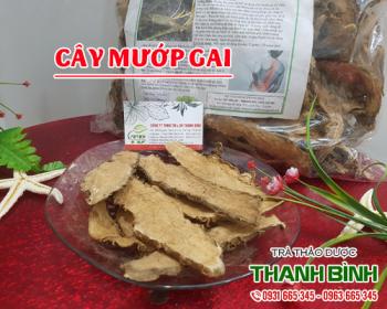 Mua bán cây mướp gai tại quận Thanh Xuân hỗ trợ trị tay chân tê buốt