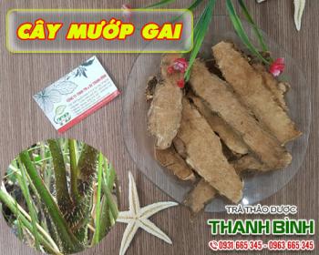 Mua bán cây mướp gai ở quận Phú Nhuận điều trị lở loét và chóc đầu