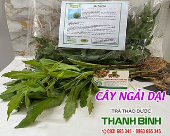Địa chỉ bán cây ngải dại rất tốt trong việc thải độc cơ thể tại Hà Nội 