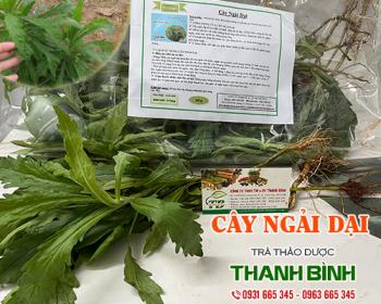 Mua bán cây ngải dại tại quận Hoàn Kiếm giúp chống viêm hiệu quả nhất