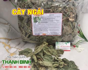 Mua bán cây ngái ở quận Bình Tân giúp điều trị sốt rét, viêm phế quản