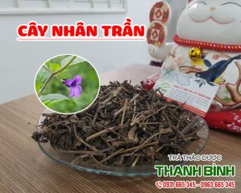 Mua bán cây nhân trần tại huyện Thanh Oai chữa u nang buồng trứng