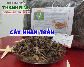 Mua bán cây nhân trần tại huyện Thanh Trì sử dụng giúp kháng viêm