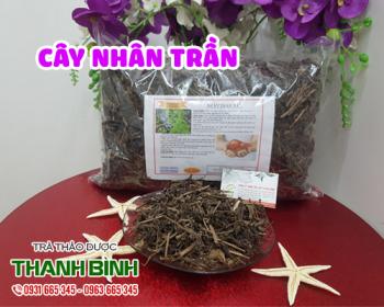 Mua bán cây nhân trần ở quận Tân Phú có khả năng chữa viêm túi mật