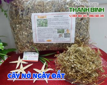Mua bán cây nở ngày đất tại quận Long Biên dùng để trừ ho và giải cảm sốt