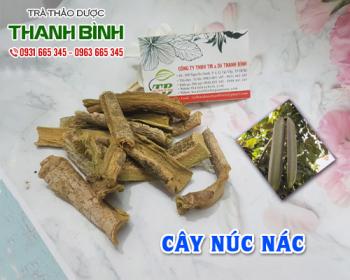 Mua bán cây núc nác tại quận Thanh Xuân rất tốt trong việc trị nổi mề đay