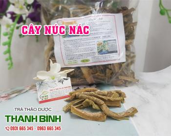 Địa điểm bán cây núc nác tại Hà Nội điều trị viêm da và viêm họng tốt nhất