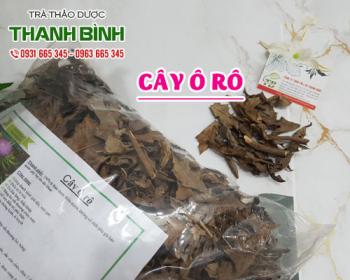 Mua bán cây ô rô tại huyện Thanh Trì hỗ trợ trị chứng nước tiểu vàng