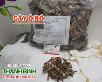 Mua bán cây ô rô tại huyện Thanh Oai giúp mát gan và thanh lọc gan