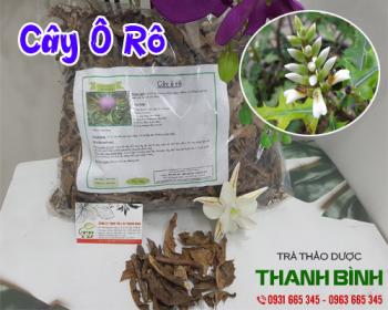 Mua bán cây ô rô ở quận Gò Vấp hỗ trợ điều trị chứng táo bón