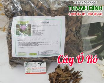 Mua bán cây ô rô ở quận Tân Bình hỗ trợ giảm hạch bạch huyết