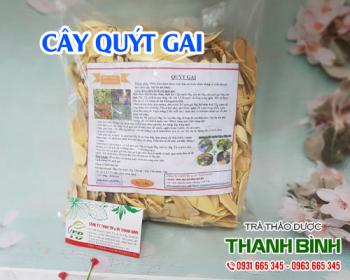 Địa điểm bán cây quýt gai tại Hà Nội rất tốt trong điều trị bệnh viêm thận
