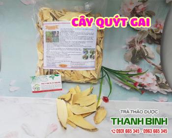 Địa điểm bán cây quýt gai tại Hà Nội rất tốt trong điều trị bệnh viêm thận