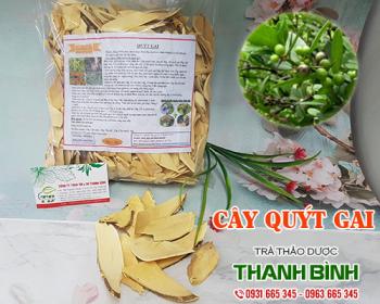 Mua bán cây quýt gai tại huyện Thanh Oai hỗ trợ điều trị bệnh về tiêu hóa