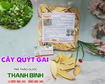 Mua bán cây quýt gai tại Hà Giang có tác dụng điều trị đầy bụng 