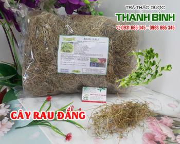 Mua bán cây rau đắng tại huyện Quốc Oai có tác dụng trị thoát vị đĩa đệm