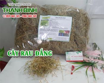 Mua bán cây rau đắng tại quận Hoàng Mai giúp kháng viêm và hạ nhiệt 
