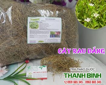 Mua bán cây rau đắng tại Điện Biên có tác dụng tốt cho hệ tiêu hóa