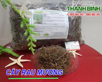 Mua bán cây rau mương ở quận Tân Phú hỗ trợ điều trị viêm amidan