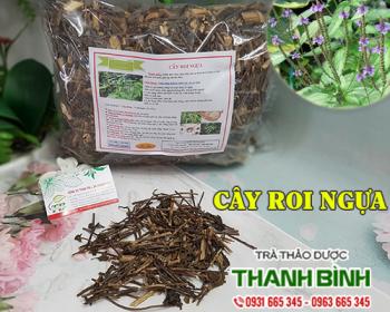 Mua bán cây roi ngựa tại Bình Thuận giúp điều trị viêm dạ dày rất tốt