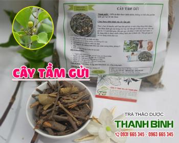 Địa điểm bán cây tầm gửi tại Hà Nội trong chữa đau lưng mỏi gối tốt nhất
