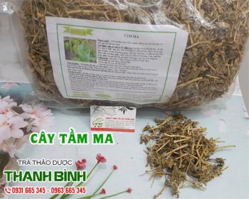 Mua bán cây tầm ma tại huyện Thanh Trì hỗ trợ thanh lọc cơ thể hiệu quả