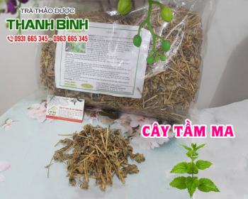 Mua bán cây tầm ma tại huyện Phú Xuyên giúp nuôi dưỡng nang tóc rất tốt 