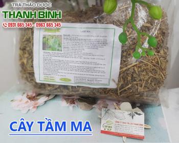 Mua bán cây tầm ma ở quận Bình Tân giúp hấp thu canxi cao hơn