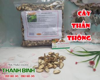 Mua bán cây thần thông ở quận Phú Nhuận điều trị đau nhức xương khớp