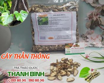 Mua bán cây thần thông tại Hà Giang có tác dụng tốt cho hệ tiêu hóa