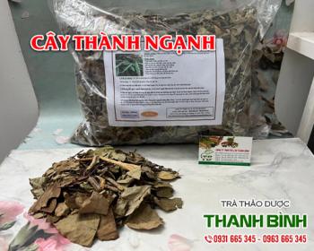 Mua bán cây thành ngạnh tại huyện Thanh Oai có tác dụng điều hòa huyết áp
