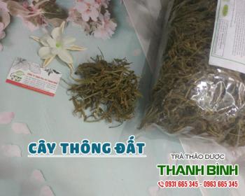 Mua bán cây thông đất tại huyện Thanh Trì chữa chứng phát ban ngoài da