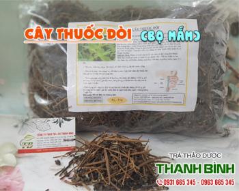 Địa chỉ bán cây thuốc dòi trong chữa bệnh viêm họng tại Hà Nội uy tín nhất