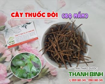 Mua bán cây thuốc dòi tại huyện Thanh Trì chữa ho và viêm họng tốt nhất
